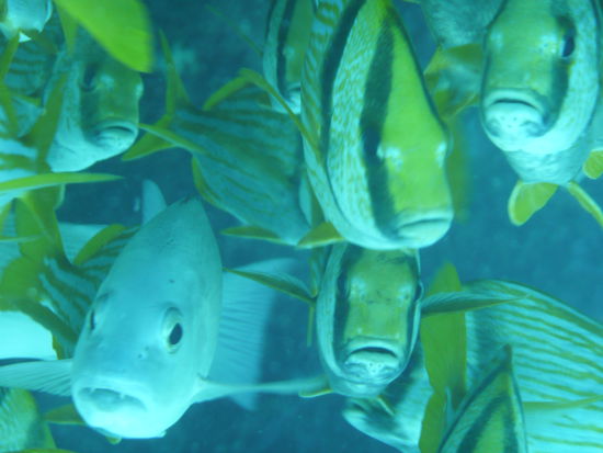 darf ich vorstellen, Familie Fisch!! 