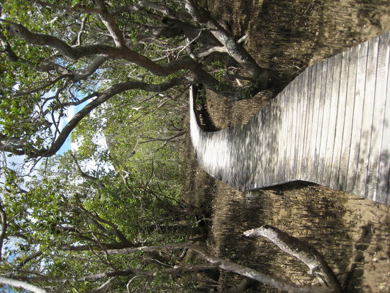Steg durch den Mangoven Wald