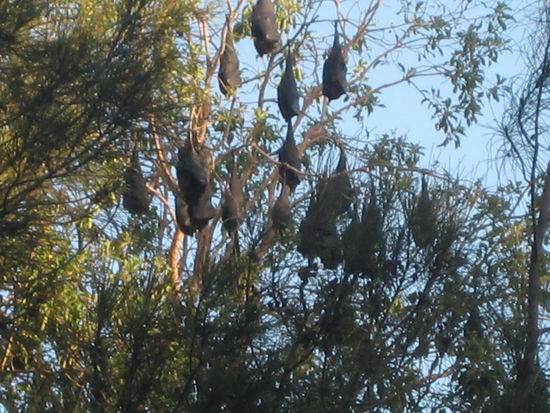 schlafende Flugfuechse