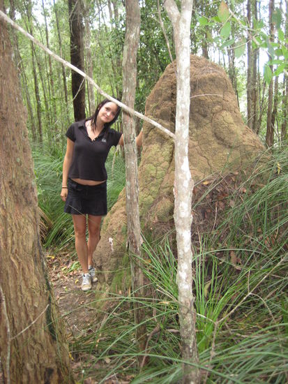 Termitenhuegel auf dem Weg zu den Kondalilla Falls