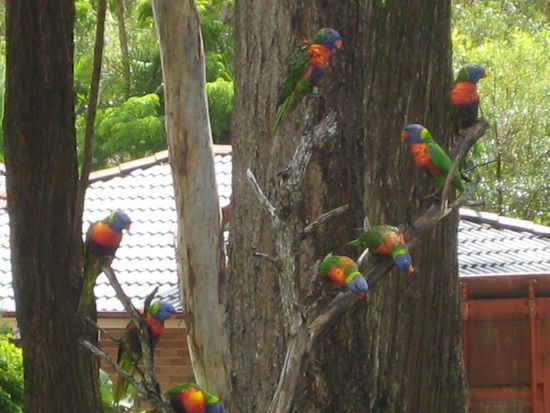 Regenbogenpapageien im Garten 