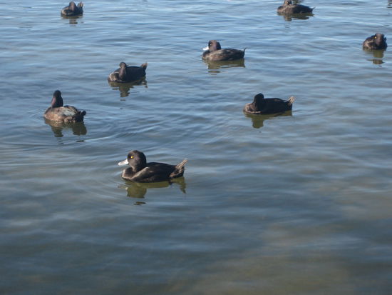 pechschwarze Enten