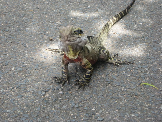 die laufen ueberall in Australien herum, wie bei uns die Katzen 