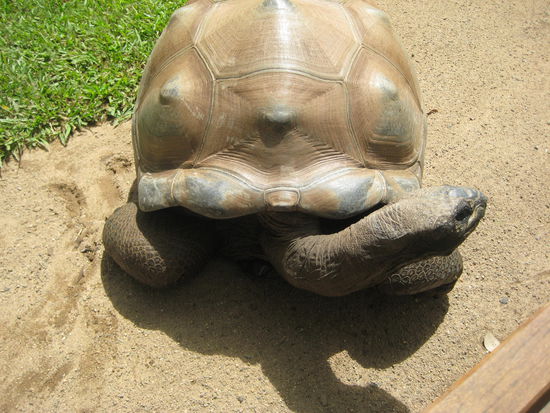 Riesenschildkroete, diese hier feierte letztes Jahr ihren 100. Geburtstag 