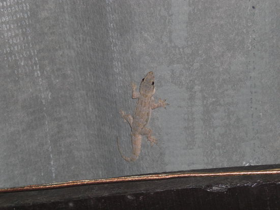 Einer der allabendlichen Besucher am Dach des Restaurants