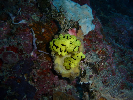 Zwei Knorpelschnecken