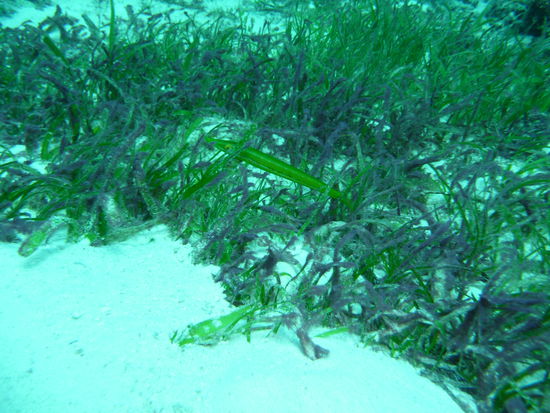 Grünes Etwas im Seegras