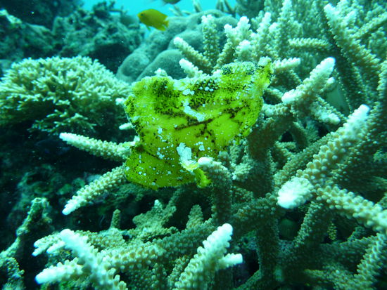 Und noch ein Anglerfisch