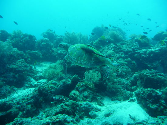 Schildi mit zwei Schiffshaltern