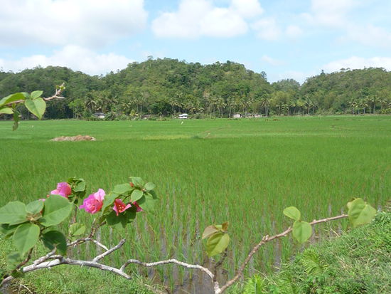 Reisfelder in üppigem Grün - wir haben die Chance zu beobeachten, wie die Felder aufbereitet werden, vom durch den Schlamm pflügenden Wasserbüffel bis hin zum Setzen der vorgezogenen Stecklinge