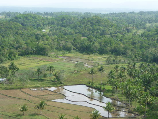 Und weil's uns so gut gefällt - nochmals Reisfelder
