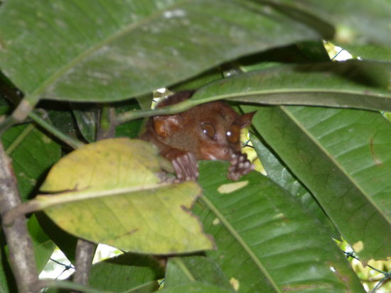 Tarsiere gehören zu den Halbaffen und sind die kleinsten der Primatenfamilie