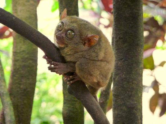 Die einzige Chance, die äußerst scheuen Tier zu Gesicht zu bekommen ist ein kleines Gehege