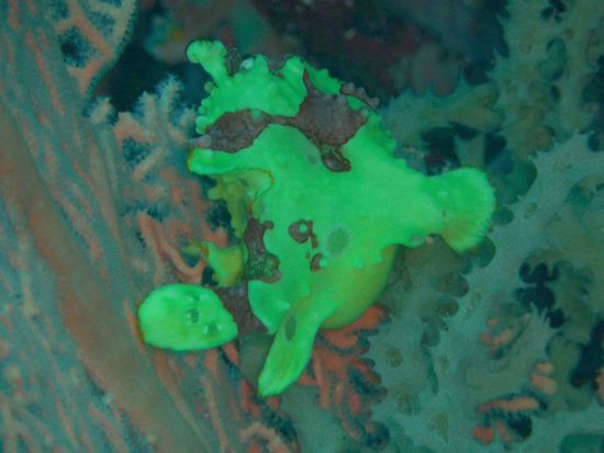 Diesen Clown-Anglerfisch haben wir bereits vor vier Tagen an der selben Gorgonie gesehen - offensichtlich wohnt er dort