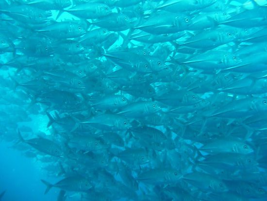 Makrelenschwarm - mittendrin und nicht nur dabei