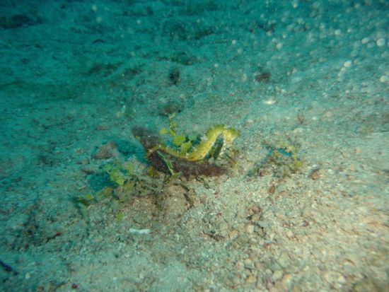 Dorniges Seepferdchen