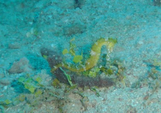 Das Seepferdchen passt seine Färbung der Umgebung an