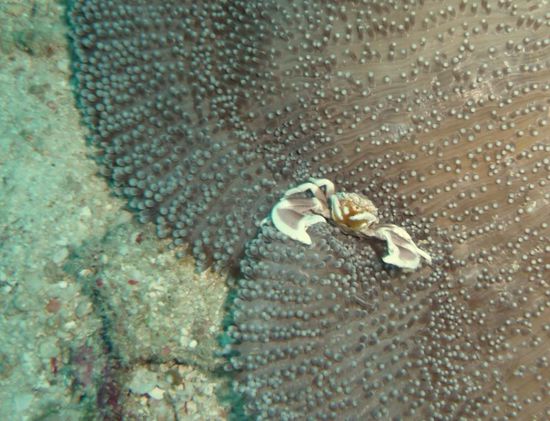 Eine Wirtsanemone bietet einem kleinen Porzellankrebs seine Oberfläche als Jagdrevier an