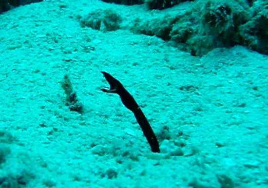 Eine männliche Geistermuräne - lebt versteckt im Sand und nur der Kopf schaut heraus. Ein sehr seltener Fund!