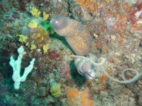 Zwei Rußkopfmuränen teilen sich eine Höhle