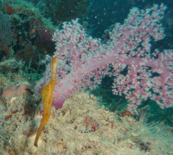Hübscher Geisterpfeifenfisch neben einer Bäumchen-Weichkoralle