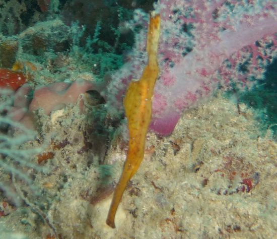 Gleiches Bild noch mal, allerdings etwas vergrößert