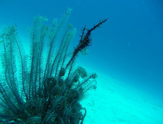 Schmuck-Geisterpfeifenfisch in guter Tarn-Gesellschaft mit einem Noblen Buschhaarstern. Geisterpfeifenfische sind zwar nicht selten, aber wie man hier vielleicht sieht auch nicht ganz so einfach zu finden.