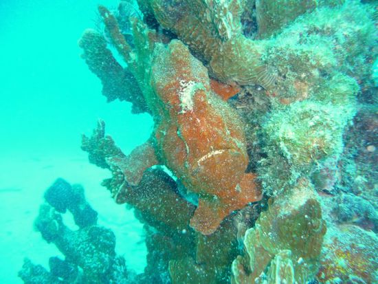 Diesen herrlichen Anglerfisch haben wir leider nur als grinsendes Portrait