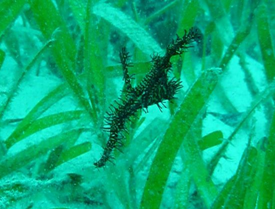 Nochmal ein Schmuck-Geisterpfeifenfischchen, tanzend im Seegras