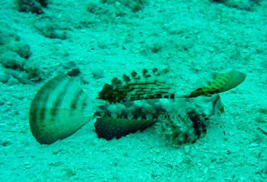 Dieser Alien ist wohl so ziemlich das Abgedrehteste, was wir jemals unter Wasser gesehen haben. Wir vermuten, daß es sich um einen jungen Drachenkopf handelt, der hier munter durch den Sand krabbelt. Es muß sich auf jeden Fall um einen Skorpionfisch handeln.