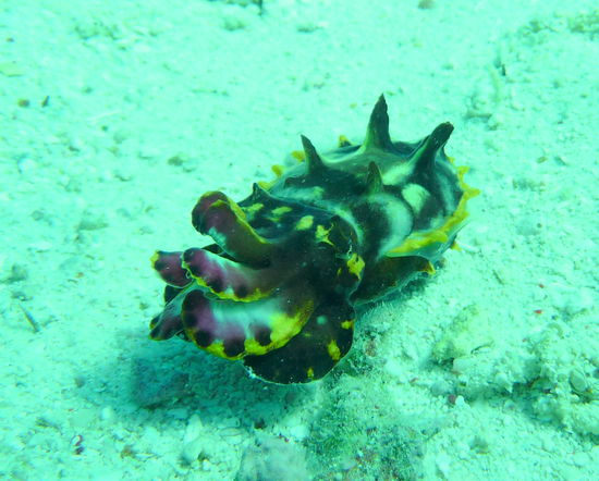 Flammende Sepia - sehr selten und daher etwas ganz Besonderes