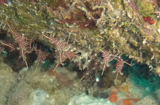 In einem Hohlraum eines vor Jahren gesunkenen Bootes hat es sich eine Kolonie Tanzgarnelen gemütlich gemacht