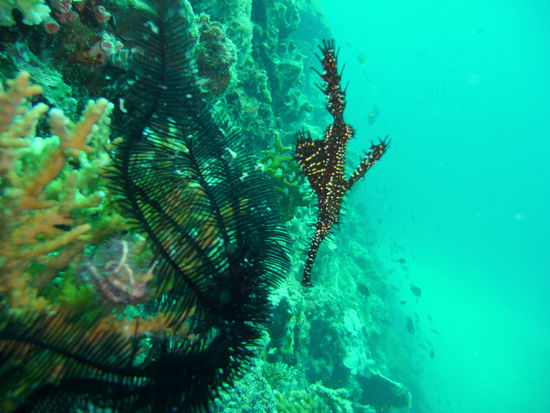 Geisterpfeifenfische gehören mittlerweile zu unserem Standardprogramm 