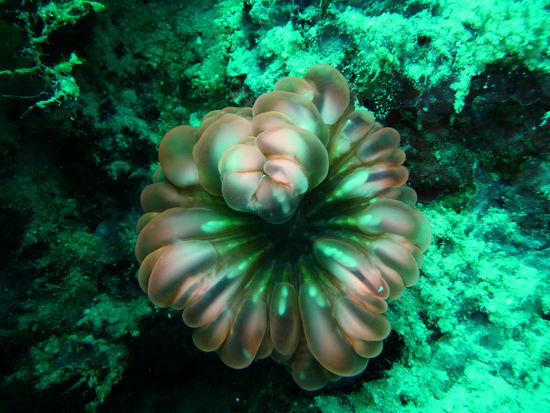 Wir wissen nicht wirklich was es ist, aber es sah aus wie eine rote Rose unter Wasser. Wir vermuten es handelt sich um eine Seescheide.