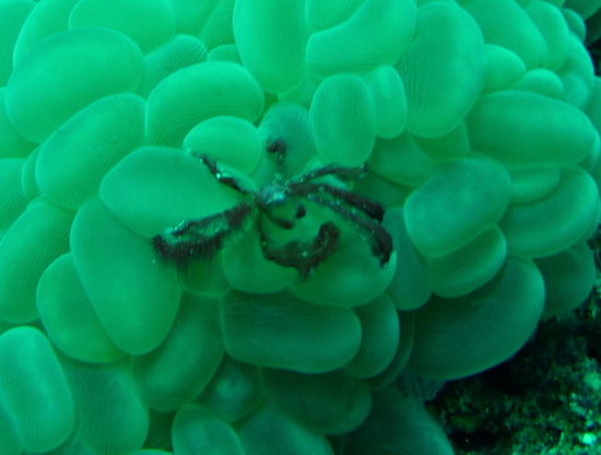 Krabbe auf zerfranstem Wollpullover