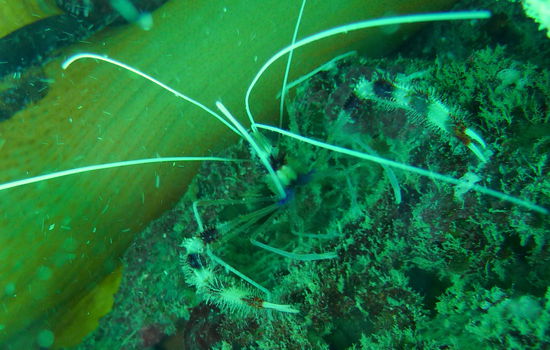 Hübsches Exemplar einer gebänderten Scherengarnele. In einer kleinen Höhle waren nur die Fühler zu sehen. Also: Kamera in die Höhle schieben und auf gut Glück abdrücken. Dafür kann sich das Ergebnis sehen lassen. 