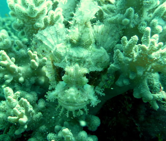 Ob der fröhlich dreinschauende Drachenkopf weiß, daß Weihnachten ist?