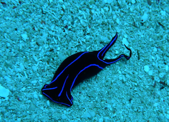 Auf einer 5m² großen Sandfläche finden wir gleich 5 dieser hübschen Nacktschnecken.