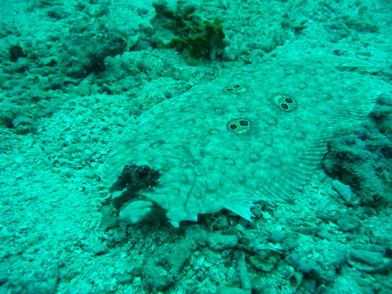 Eine Flunder - welch ein Wunder