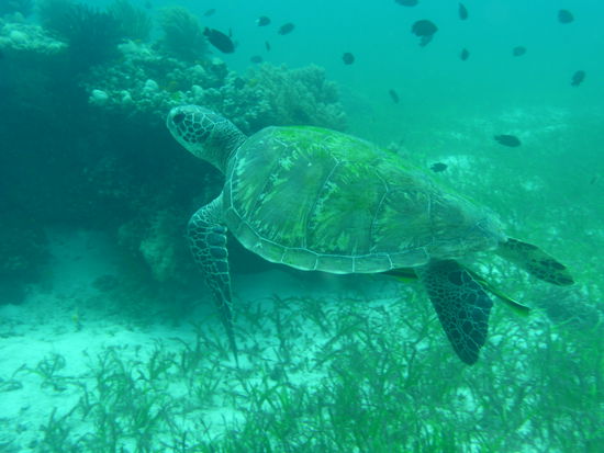 Schildkröte auf dem Weg zum Luft schnappen