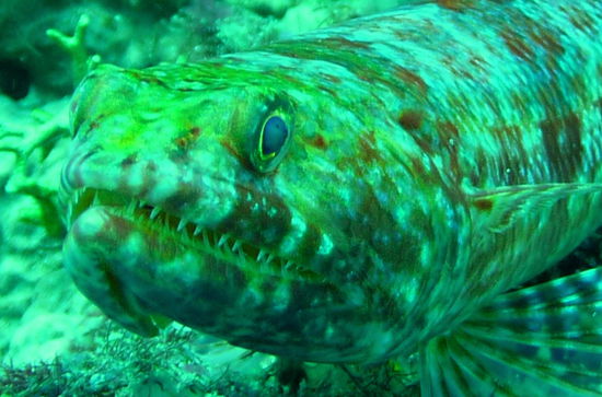 Ein Eidechsenfisch zeigt uns seine Zähne