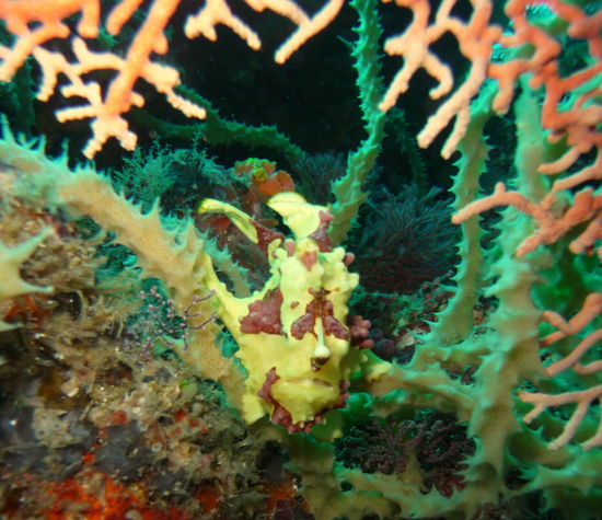 Unser kleiner Anglerfisch - endlich mal im Potrait