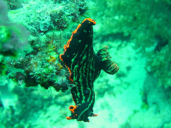 Variabler Neonstern - ich Fachkreisen auch Wirsingschnecke genannt