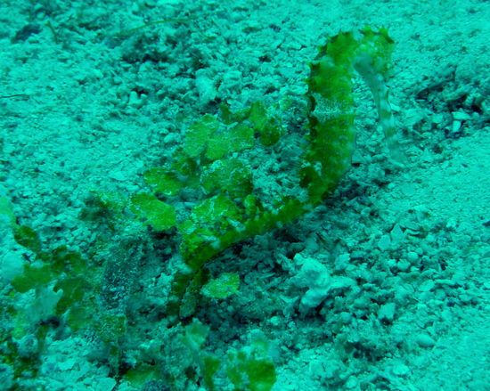 Seepferdchen im Sand