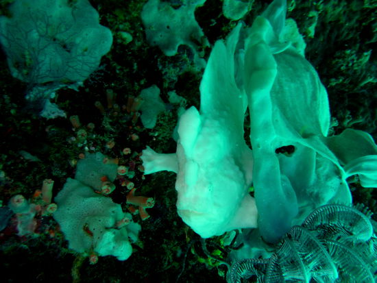 Anglerfisch in Persil-Weiß