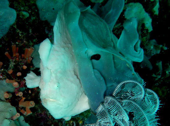 Der selbe Anglerfisch - diesmal mit Ariel-Grinsen