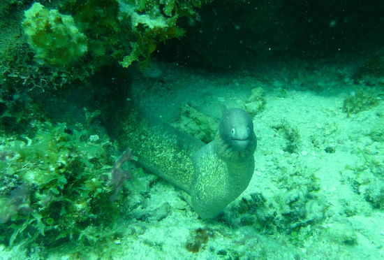 Diese Muräne schaut etwas außerirdisch (aus)