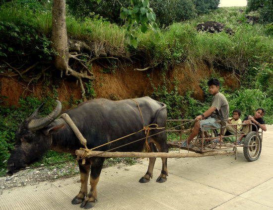 Der Ochsenkarren ist in den Bergen unverzichtbares Transportmittel - das sogar den Kindern Spaß macht