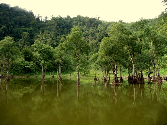Hier kriegen die Bäume mächtig nasse Füße