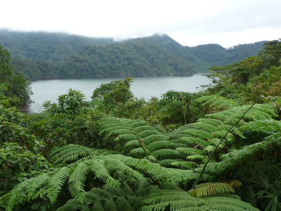 Farnbaum mit Seeblick